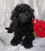 Medium F1B Labradoodle For Sale Millersburg, OH Female- Dixie