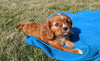 ACA Registered Cavalier King Charles Spaniel For Sale Millersburg, OH Female- Dixie