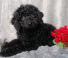 Medium F1B Labradoodle For Sale Millersburg, OH Female- Dixie