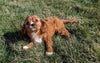 ACA Registered Cavalier King Charles Spaniel For Sale Millersburg, OH Female- Dixie