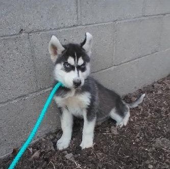 Siberian Husky For Sale Dundee, OH Male- Dixon