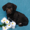 F1B Mini Labradoodle For Sale Millersburg, OH Female- Lady Bug