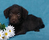 F1B Mini Labradoodle For Sale Millersburg, OH Female- Lady Bug