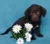 F1B Mini Labradoodle For Sale Millersburg, OH Female- Lady Bug