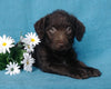 F1B Mini Labradoodle For Sale Millersburg, OH Female- Lady Bug