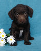 F1B Mini Labradoodle For Sale Millersburg, OH Female- Lady Bug