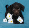 F1B Mini Labradoodle For Sale Millersburg, OH Female- Lady Bug