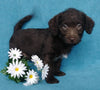 F1B Mini Labradoodle For Sale Millersburg, OH Female- Lady Bug