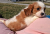 ACA Registered Cavalier King Charles Spaniel For Sale Millersburg, OH Female- Dolly