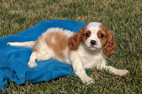 ACA Registered Cavalier King Charles Spaniel For Sale Millersburg, OH Female- Dolly