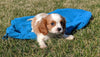 ACA Registered Cavalier King Charles Spaniel For Sale Millersburg, OH Female- Dolly