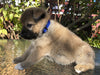 Shiba Inu Mix For Sale West Farmington, OH Male- Donald