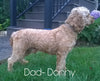Medium F1BB Goldendoodle For Sale Millersburg, OH Male- Abel