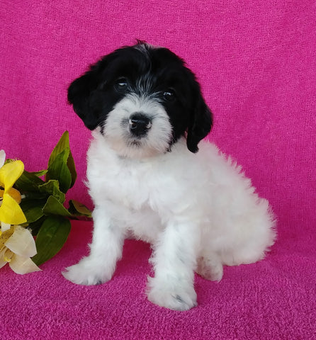 Mini Labradoodle For Sale Millersburg, OH Female- Dora