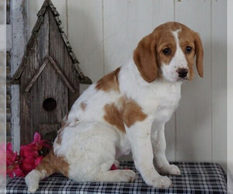 Mini F1B Labradoodle For Sale Millersburg, OH Female- Dora