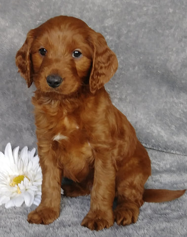 Goldendoodle For Sale Millersburg, OH Male- Dr Pepper