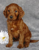 Goldendoodle For Sale Millersburg, OH Male- Dr Pepper