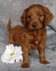 Goldendoodle For Sale Millersburg, OH Male- Dr Pepper