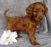 Goldendoodle For Sale Millersburg, OH Male- Dr Pepper