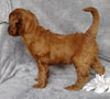 Goldendoodle For Sale Millersburg, OH Male- Dr Pepper
