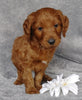 Goldendoodle For Sale Millersburg, OH Male- Dr Pepper