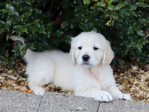 AKC Registered English Cream Golden Retriever For Sale Fredericksburg, OH Male- Dublin