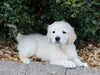 AKC Registered English Cream Golden Retriever For Sale Fredericksburg, OH Male- Dublin
