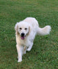 AKC Registered English Cream Golden Retriever For Sale Fredericksburg, OH Male- Duke