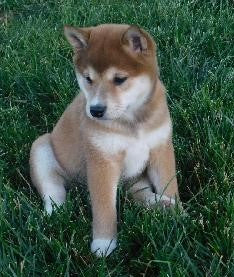 ACA Registered Shiba Inu For Sale Fredericksburg, OH Female- Tiny