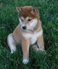 ACA Registered Shiba Inu For Sale Fredericksburg, OH Female- Tiny