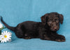 F1B Mini Labradoodle For Sale Millersburg, OH Male- Lego
