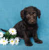 F1B Mini Labradoodle For Sale Millersburg, OH Male- Lego