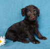 F1B Mini Labradoodle For Sale Millersburg, OH Male- Lego