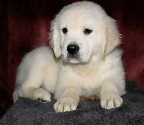 AKC Registered English Cream Golden Retriever For Sale Fredericksburg, OH Male- Durango