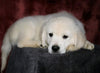 AKC Registered English Cream Golden Retriever For Sale Fredericksburg, OH Male- Durango