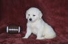 AKC Registered English Cream Golden Retriever For Sale Fredericksburg, OH Male- Durango