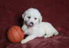AKC Registered English Cream Golden Retriever For Sale Fredericksburg, OH Male- Dustin