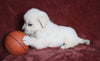 AKC Registered English Cream Golden Retriever For Sale Fredericksburg, OH Male- Dustin