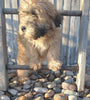 AKC Registered Soft Coated Wheaten Terrier For Sale Fredericksburg, OH Male- Dusty