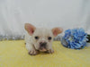AKC Registered French Bulldog For Sale Wooster OH, Male - Dylan
