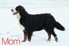 AKC Registered Bernese Mountain Dog For Sale Brinkhaven, OH Female- Mindy