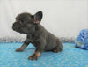 AKC Registered French Bulldog For Sale Wooster OH, Male- Earl