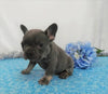 AKC Registered French Bulldog For Sale Wooster OH, Male- Earl