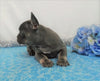 AKC Registered French Bulldog For Sale Wooster OH, Male- Earl