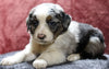 Australian Shepherd For Sale Fredericksburg, OH Male- Easton