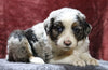 Australian Shepherd For Sale Fredericksburg, OH Male- Easton