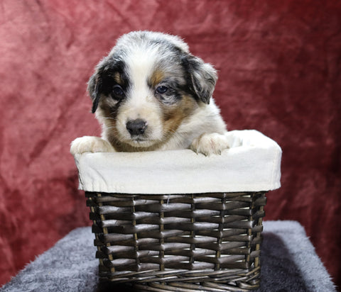 Australian Shepherd For Sale Fredericksburg, OH Male- Echo