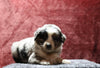 Australian Shepherd For Sale Fredericksburg, OH Male- Echo