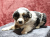 Australian Shepherd For Sale Fredericksburg, OH Male- Echo