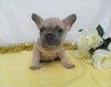 AKC Registered French Bulldog For Sale Wooster OH, Male- Edgar